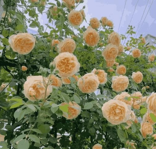 🌸 Grow Gracefully with Elegant Climbing Roses 🌱✨