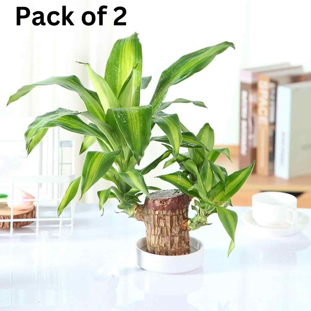 🌱 Lucky Brazilian Wood 🍀 Perfect for Home Decor – Buy 1 Get 1 Free ! 💥