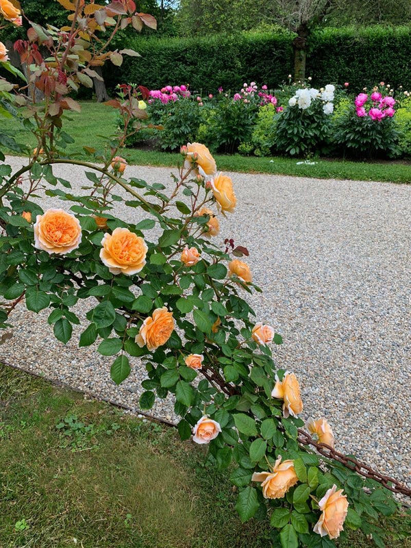 🌸 Grow Gracefully with Elegant Climbing Roses 🌱✨
