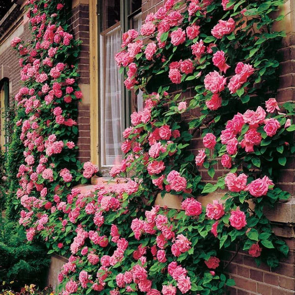 🌸 Grow Gracefully with Elegant Climbing Roses 🌱✨